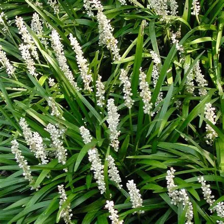 Liriope Muscari Monroe White Turf Lily with white flower spikes — Leading Landscapes Canterbury