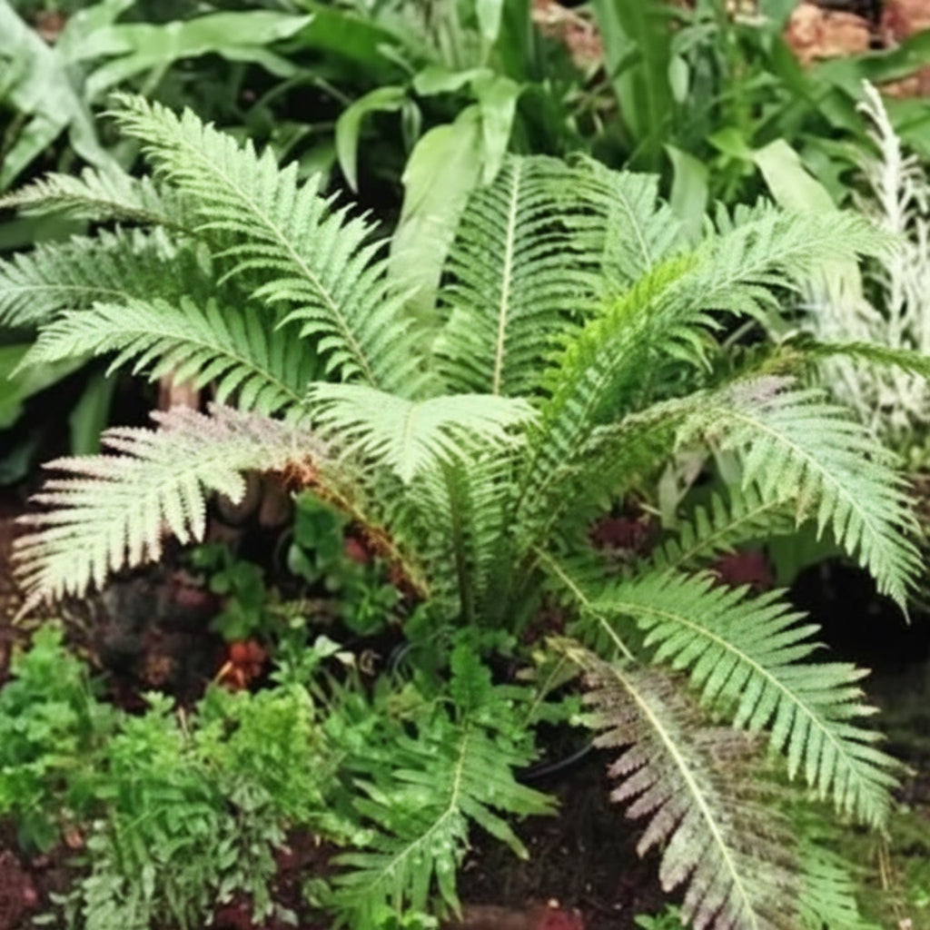 Shining Spleenwort fern close-up — shade-tolerant NZ native — Leading Landscapes Canterbury