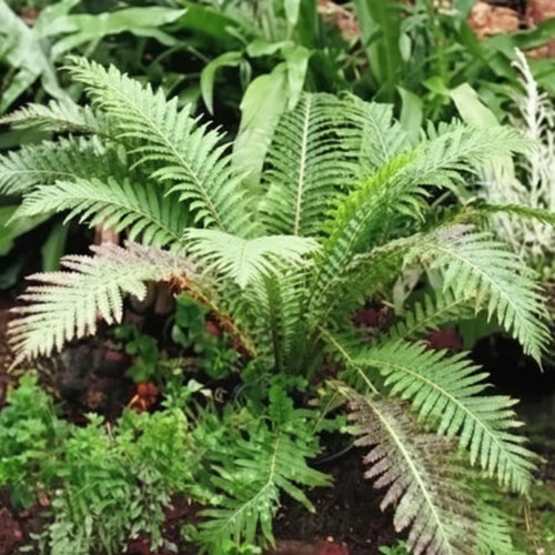 Shining Spleenwort fern close-up — shade-tolerant NZ native — Leading Landscapes Canterbury