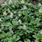 Pachysandra Terminalis Japanese Spurge ground cover with glossy green leaves — Leading Landscapes Canterbury