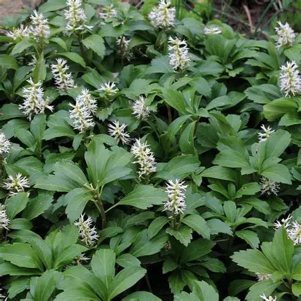 Pachysandra Terminalis Japanese Spurge ground cover with glossy green leaves — Leading Landscapes Canterbury