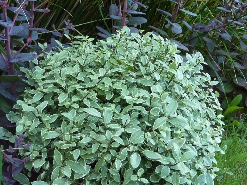 Pittosporum Tenuifolium Wrinkle Blue with distinctive crinkled blue-green foliage — Leading Landscapes Canterbury