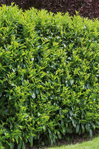 Portuguese Laurel hedge close-up — Prunus Lusitanica — Leading Landscapes Canterbury