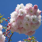 Prunus Shimidsu Sakura Asahi Botan Cherry with double white-pink blossom — Leading Landscapes Canterbury