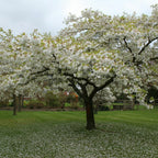 Prunus Shirotae Mt Fuji Cherry blossom close-up — ornamental cherry — Leading Landscapes Canterbury