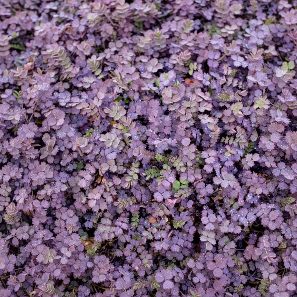 Acaena Inermis Purpurea Purple Bidibidi ground cover with deep burgundy foliage — Leading Landscapes Canterbury
