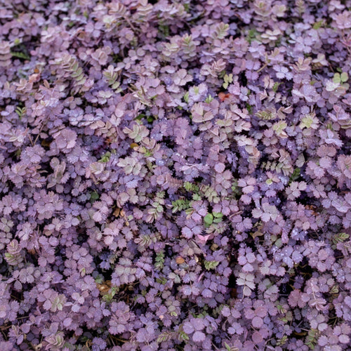 Acaena Inermis Purpurea Purple Bidibidi ground cover with deep burgundy foliage — Leading Landscapes Canterbury