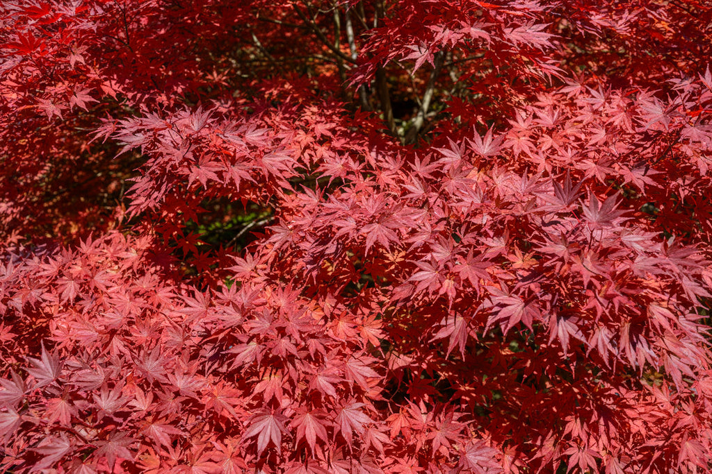 Acer Red Emperor Japanese Maple with vibrant red spring foliage — Leading Landscapes Canterbury