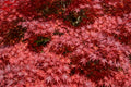 Acer Red Emperor Japanese Maple with vibrant red spring foliage — Leading Landscapes Canterbury