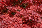 Acer Red Emperor Japanese Maple with vibrant red spring foliage — Leading Landscapes Canterbury