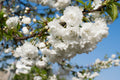 Prunus Shirotae Mt Fuji Cherry with pure white double blossom — Leading Landscapes Canterbury