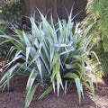 Astelia Silver Shadow with striking silver-grey strap leaves — Leading Landscapes Canterbury