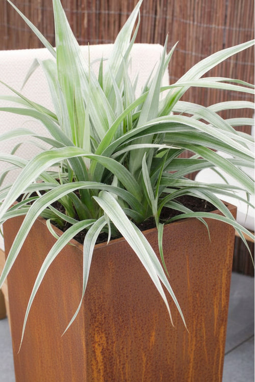 Astelia Silver Shadow architectural foliage plant — NZ native — Leading Landscapes Canterbury