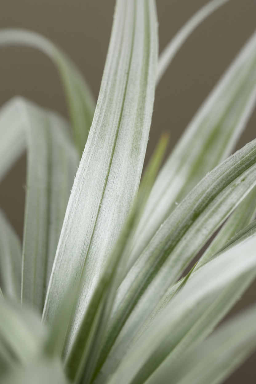Astelia Silver Spear close-up foliage — NZ native architectural plant — Leading Landscapes Canterbury