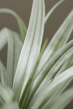 Astelia Silver Spear close-up foliage — NZ native architectural plant — Leading Landscapes Canterbury