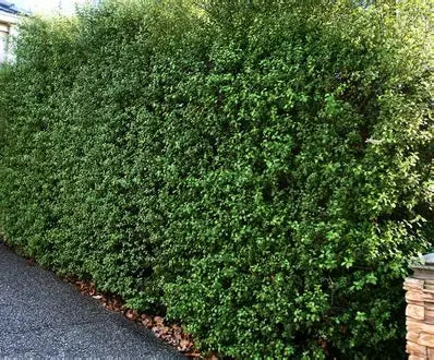 Pittosporum Silver Sheen with fine silver-green foliage — Leading Landscapes Canterbury