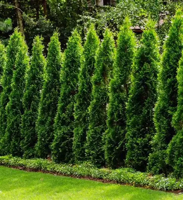 Thuja - Leading Landscapes Canterbury