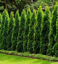 Thuja - Leading Landscapes Canterbury