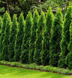Thuja - Leading Landscapes Canterbury