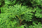 Thuja Smaragd Emerald Cedar hedge close-up — Leading Landscapes Canterbury