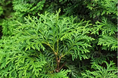 Thuja Smaragd Emerald Cedar hedge close-up — Leading Landscapes Canterbury