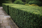 Buxus Sempervirens formal hedge in garden landscape — Leading Landscapes Canterbury