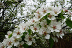 Pyrus Calleryana Aristocrat Ornamental Pear with white spring blossom — Leading Landscapes Canterbury