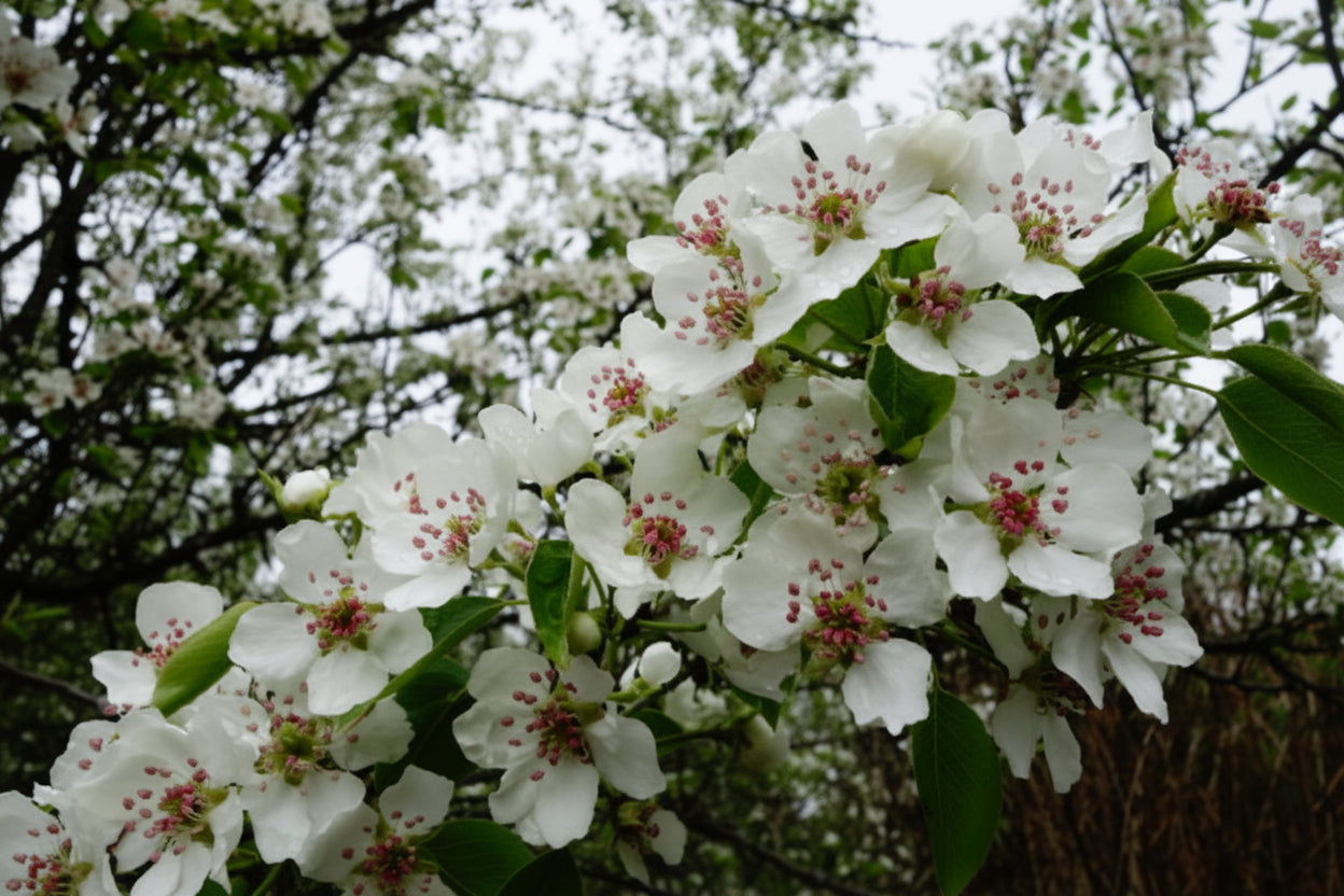 Pyrus Calleryana Aristocrat Ornamental Pear with white spring blossom — Leading Landscapes Canterbury