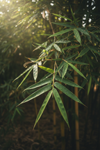 Bambusa Wang Tsai foliage close-up — compact clumping bamboo — Leading Landscapes Canterbury