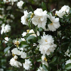 Camellia Mine-no-Yuki close-up of white blooms — Sasanqua Camellia — Leading Landscapes Canterbury