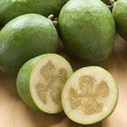 Feijoa - Acca Sellowiana 'Apollo' Tree