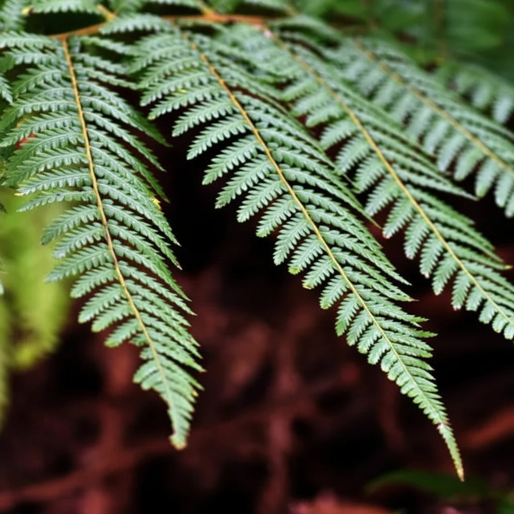 Wheki Ponga tree fern fronds close-up — Dicksonia Fibrosa — Leading Landscapes Canterbury