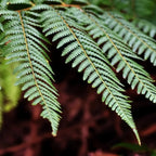 Wheki Ponga tree fern fronds close-up — Dicksonia Fibrosa — Leading Landscapes Canterbury