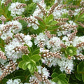 Hydrangea Immaculata white blooms close-up — Leading Landscapes Canterbury