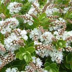 Hydrangea Immaculata white blooms close-up — Leading Landscapes Canterbury
