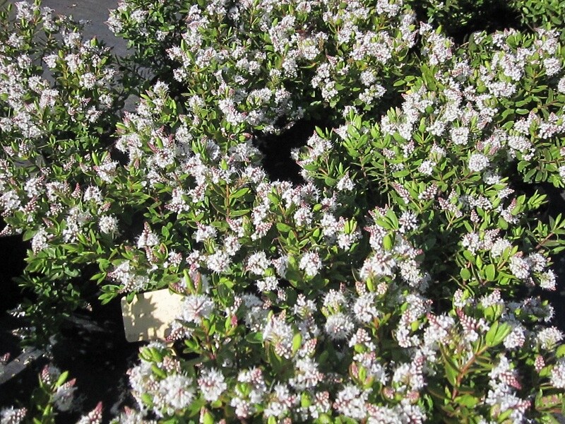 Hebe Wiri Mist Shrubby Veronica with soft white flower spikes — Leading Landscapes Canterbury
