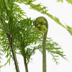 Hen and Chicken Fern close-up showing bulbils on fronds — NZ native fern — Leading Landscapes Canterbury