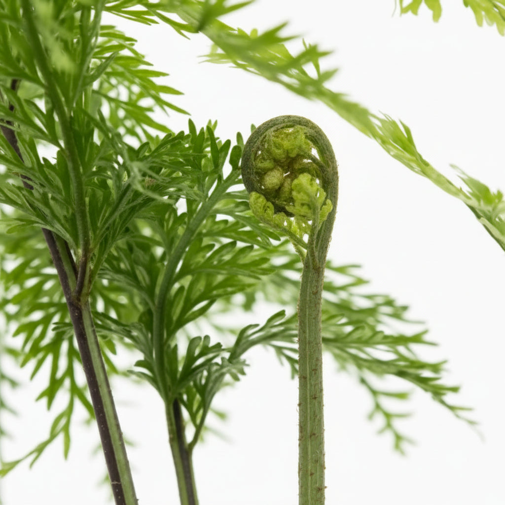 Hen and Chicken Fern close-up showing bulbils on fronds — NZ native fern — Leading Landscapes Canterbury