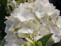 Hydrangea Nightingale close-up of flower heads — Leading Landscapes Canterbury