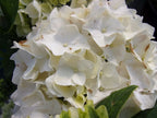 Hydrangea Nightingale close-up of flower heads — Leading Landscapes Canterbury
