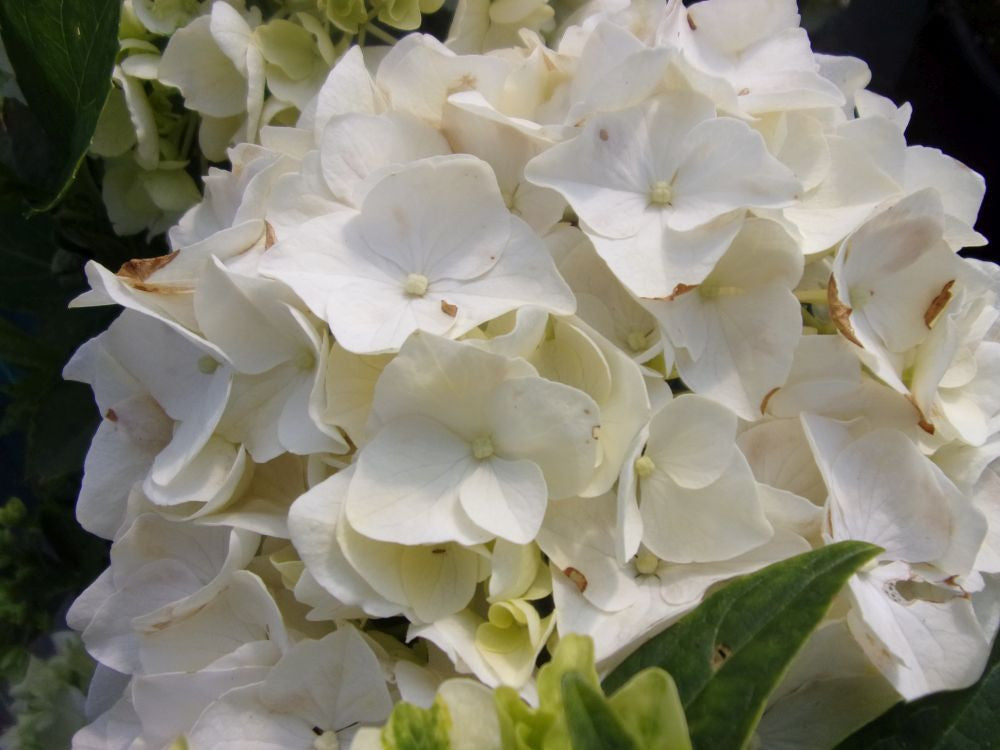 Hydrangea Nightingale close-up of flower heads — Leading Landscapes Canterbury