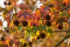 Liquidambar Gumball autumn foliage colour — Leading Landscapes Canterbury