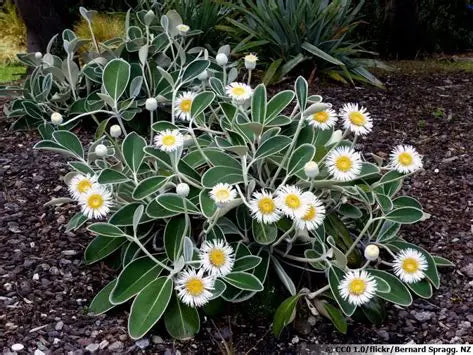 Pachystegia Insignis Marlborough Rock Daisy with white daisy flowers — Leading Landscapes Canterbury