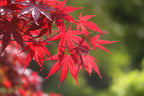 Acer Palmatum Bloodgood close-up of deep red maple leaves — Leading Landscapes Canterbury
