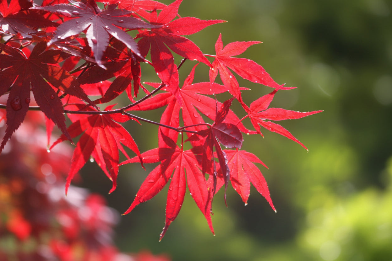 Acer Palmatum Bloodgood close-up of deep red maple leaves — Leading Landscapes Canterbury