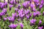 Dwarf Blue Lavender close-up of purple blooms — Leading Landscapes Canterbury