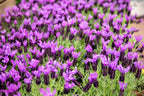 Lavandula Stoechas Major Spanish Lavender with distinctive butterfly-top flowers — Leading Landscapes Canterbury