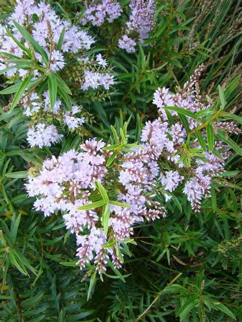 Hebe Lavender Lace with delicate lavender flower spikes — Leading Landscapes Canterbury
