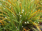 Spanish Lavender close-up of purple blooms — Leading Landscapes Canterbury