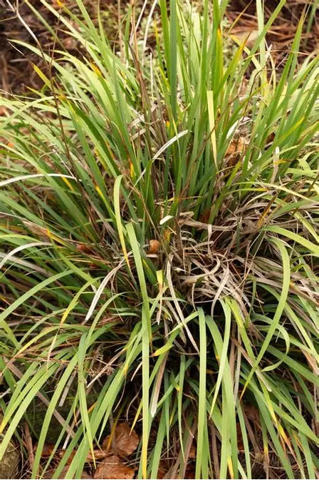 Libertia Ixioides NZ Iris with white flowers and strappy green foliage — Leading Landscapes Canterbury